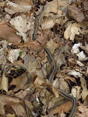 Thamnophis sirtalis semifasciatus