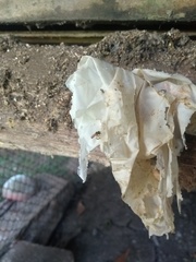 Tetragonisca fiebrigi