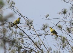 Treron phoenicopterus