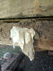 Tetragonisca fiebrigi