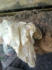 Tetragonisca fiebrigi