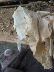 Tetragonisca fiebrigi