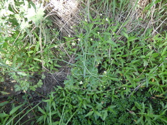 Ranunculus apiifolius