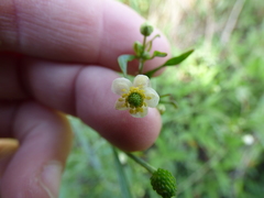 Ranunculus apiifolius