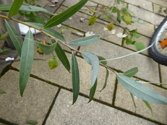 Salix alba