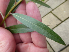 Salix alba