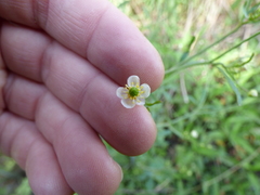Ranunculus apiifolius