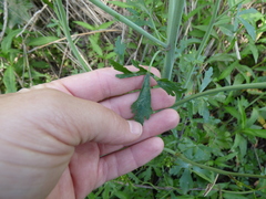 Ranunculus apiifolius