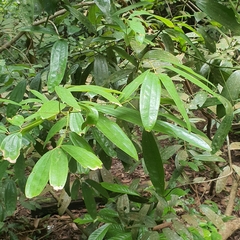Cinnamomum iners
