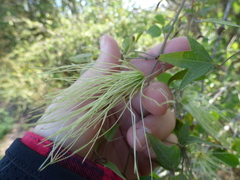 Clematis campestris, photograph María Zeta, CC BY, iNaturalist via GBIF