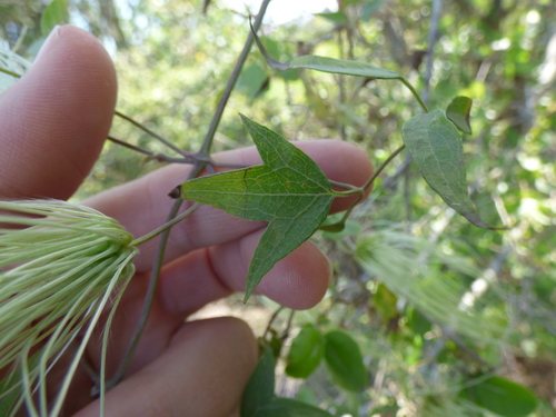 Clematis campestris, photograph 2
