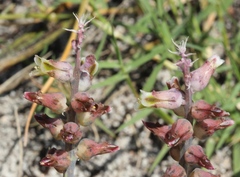 Lachenalia variegata