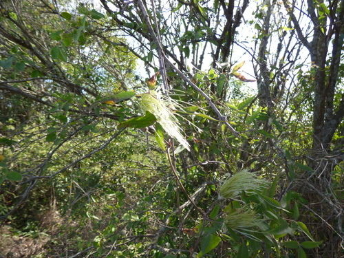 Clematis campestris, photograph 3