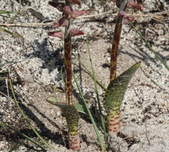 Lachenalia variegata