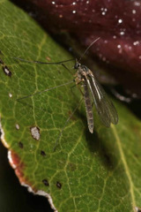 Bolitophilidae