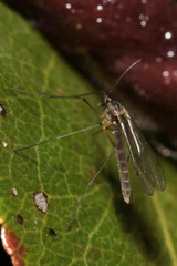 Bolitophilidae