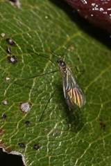 Bolitophilidae