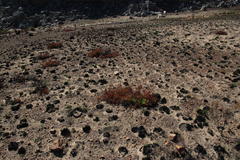 Leucadendron glaberrimum glaberrimum