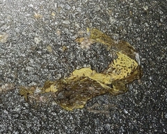 Bufo sachalinensis