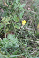 Tragopogon podolicus