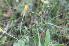 Tragopogon podolicus