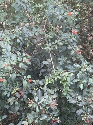 Hamelia image