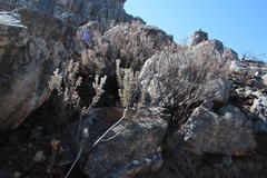 Paranomus tomentosus