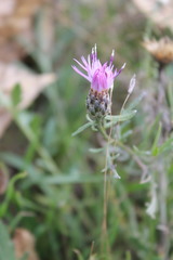 Centaurea majorovii