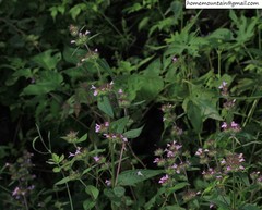 Clinopodium urticifolium