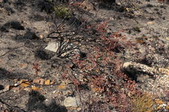 Paranomus tomentosus