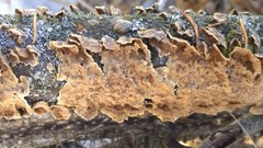 Hymenochaete cinnamomea