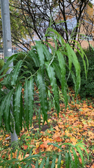 Salix