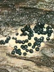 Rosellinia subiculata