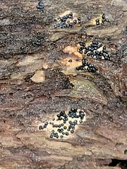 Rosellinia subiculata