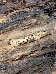 Rosellinia subiculata