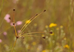Cyperus plukenetii