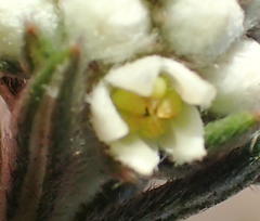 Phylica imberbis eriophoros