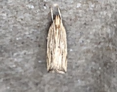 Helcystogramma hystricella