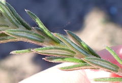 Phylica imberbis eriophoros