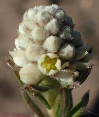 Phylica imberbis eriophoros