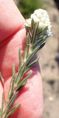 Phylica imberbis eriophoros