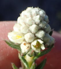 Phylica imberbis eriophoros