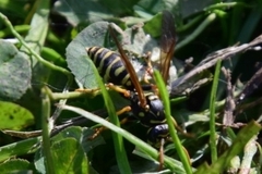 Polistes dominula