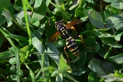 Polistes dominula