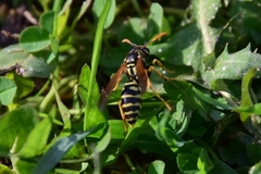 Polistes dominula