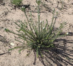 Phylica imberbis eriophoros