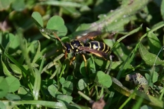 Polistes dominula
