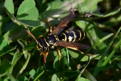 Polistes dominula