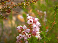 Curved-beak Heath (Erica curvirostris)