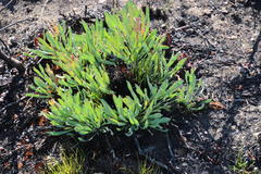 Protea laevis